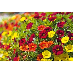 Sale Plantiflor Zauberglöckchen, Topf Ø 13 cm