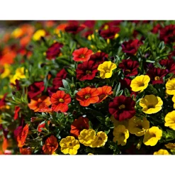 Sale Plantiflor Zauberglöckchen, Topf Ø 13 cm