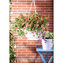Sale Plantiflor Zauberglöckchen, Topf Ø 13 cm