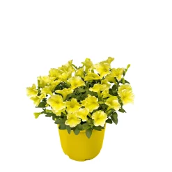 Sale Plantiflor Zauberglöckchen, Topf Ø 13 cm