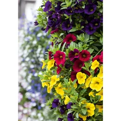 Sale Plantiflor Zauberglöckchen, Topf Ø 13 cm