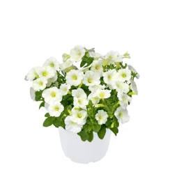 Sale Plantiflor Zauberglöckchen, Topf Ø 13 cm