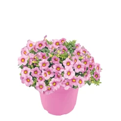 Sale Plantiflor Zauberglöckchen, Topf Ø 13 cm