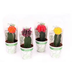 Online Plantiflor ZKAK Kaktus gepropft Mix Farben T9 PC