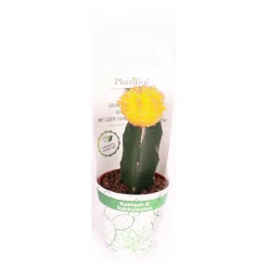 Online Plantiflor ZKAK Kaktus gepropft Mix Farben T9 PC