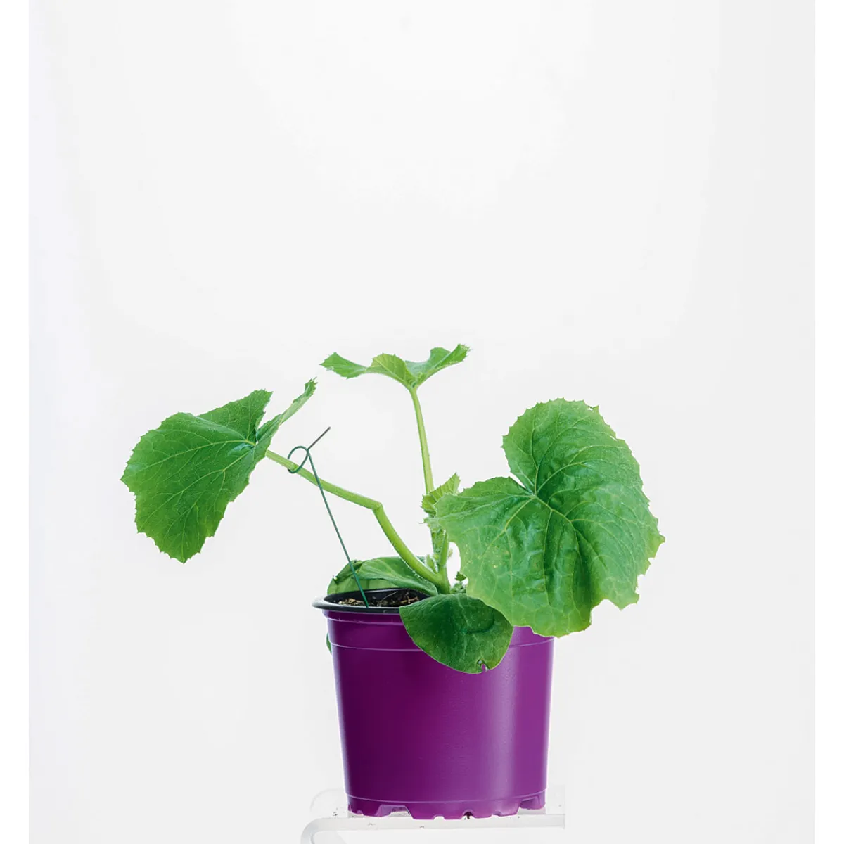 Outlet Plantiflor Zucchini Pflanze Topf Durchmesser 12 cm