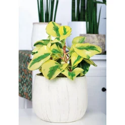 Online Plantiflor Zwergpfeffer bunt 15-20 cm T12