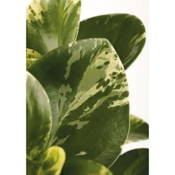 Online Plantiflor Zwergpfeffer bunt 15-20 cm T12