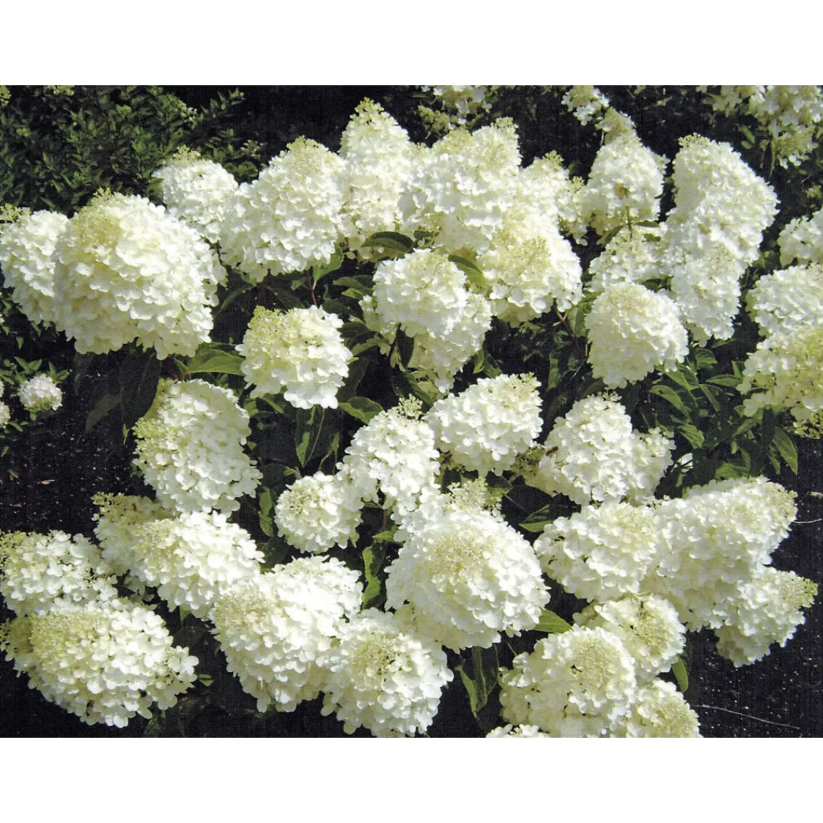 Outlet Rispenhortensie Living Creations Topf- Durchmesser 23 cm