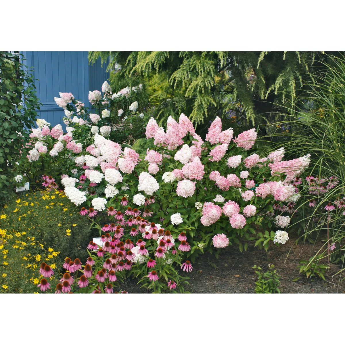 Outlet Rispenhortensie Living Creations Topf- Durchmesser 23 cm