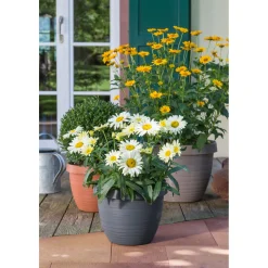 Discount Scheurich Blumentopf Country Star 270 cm Terrakotta