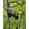 Clearance Schwarze Cocktailtomate "Black Moon" Topf Durchmesser T10,5