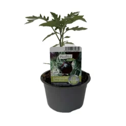 Clearance Schwarze Cocktailtomate "Black Moon" Topf Durchmesser T10,5