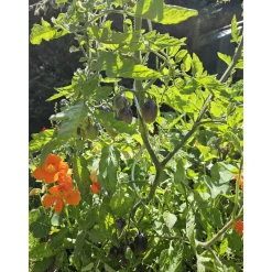 Clearance Schwarze Cocktailtomate