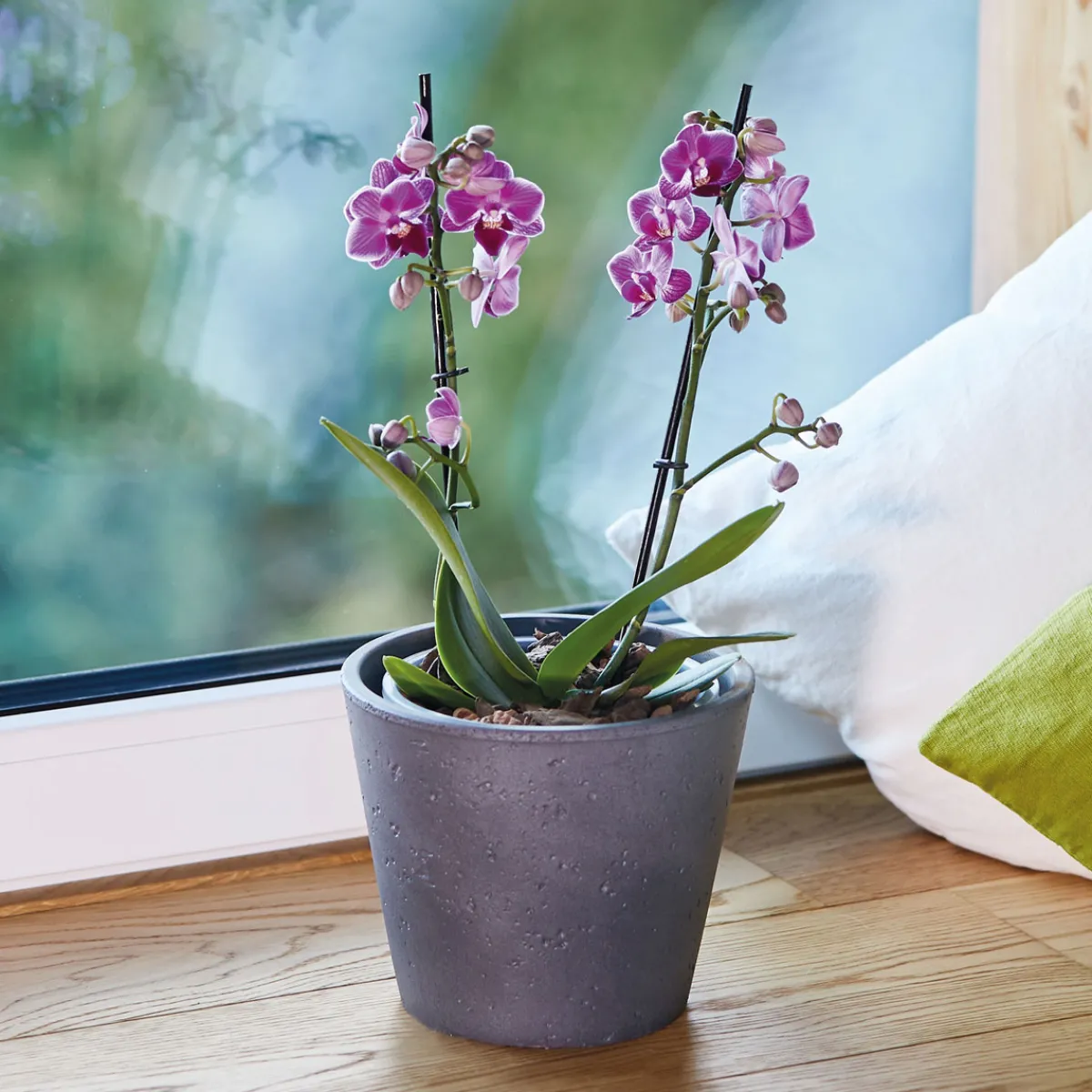 Outlet Seramis Spezial-Substrat Orchideen 2,5 L