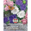 Best Sperli Glockenblume ngs Empito Mischung