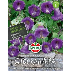 Discount Sperli Glockenreben Violette Schönheit