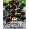 Clearance Sperli Kornblumen ngs Black Beauty
