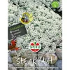Clearance Sperli Steinkraut ngs Schneeteppich