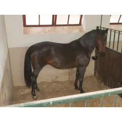 Sale Stallüberwachungs-Kamera IPCam 2.0 schwarz