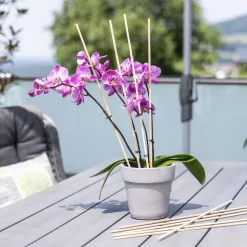 Windhager Splittstäbe 50 cm natur